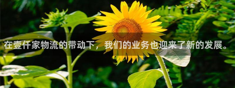 多多28怎么申请代理：在壹仟家物流的